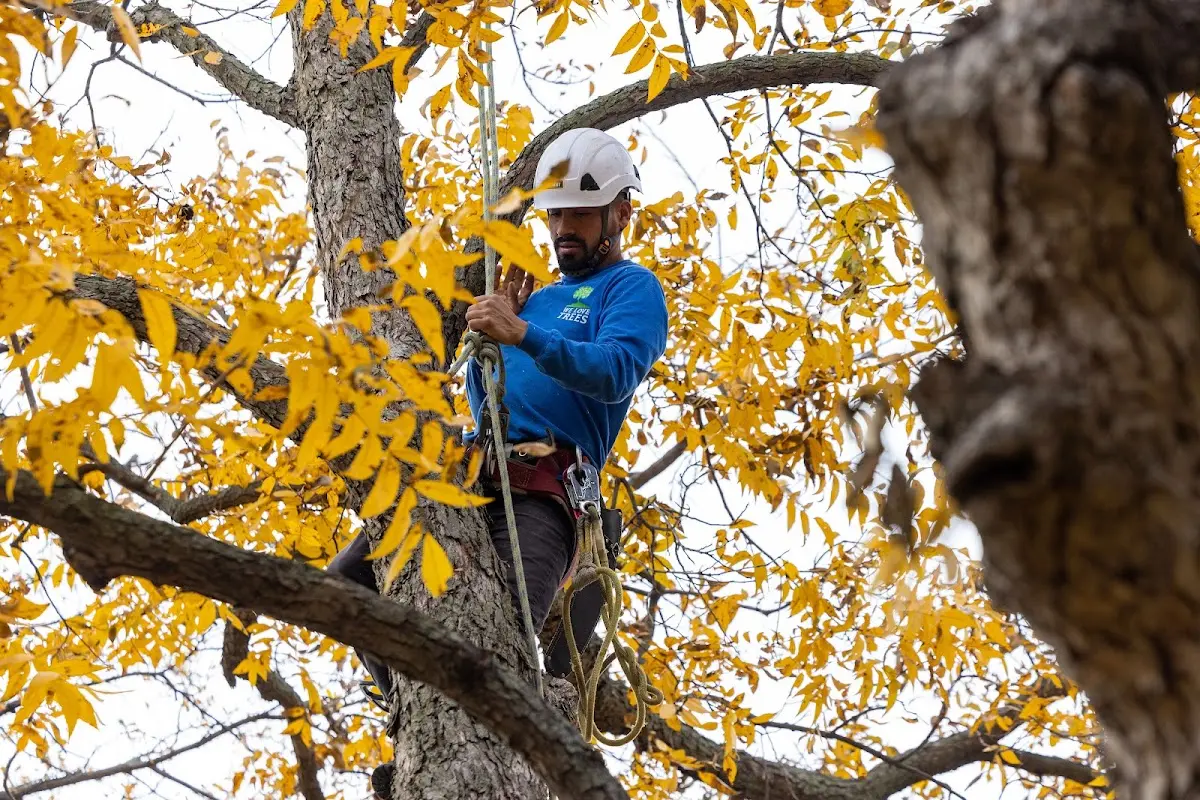 Skilled Tree Trimming crew working in Riverdale